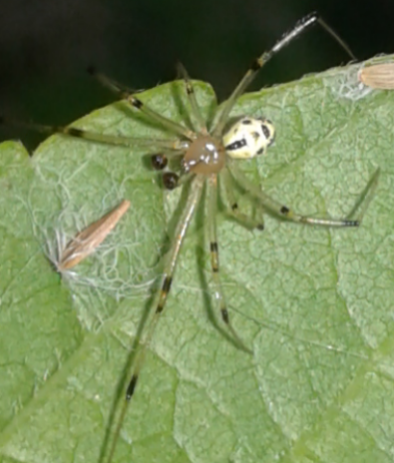 Theridiidae: Heterotheridion nigrovariegatum, maschio